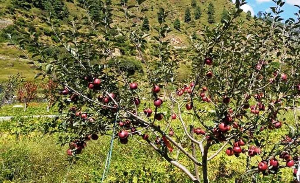  स्याउ जोन कार्यक्रमको सभाव्यता अध्ययन  ,अपिहिमाल र ब्याँस गाँउपालिकामा स्याउ खेति गरिदै